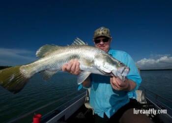 Sight casting barra bonanza!